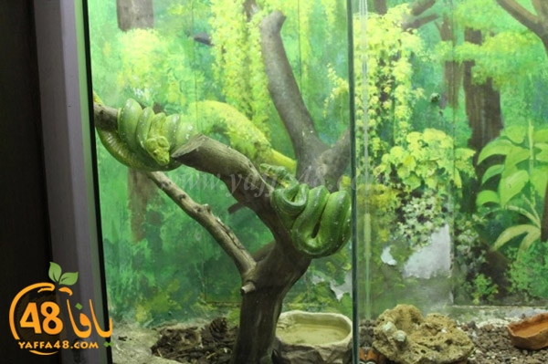 re7la 7eifa (65).JPG